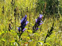 Schwalbenwurz-Enzian