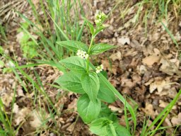 Schwalbenwurz, Weiße