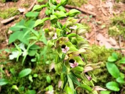 Stendelwurz, Breitblättrige