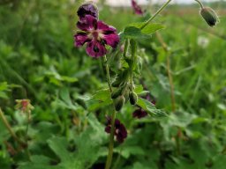 Storchschnabel, Brauner