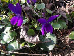 Veilchen, Wohlriechendes