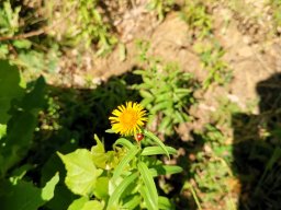 Weidenblättriger Alant