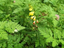 Wiesen-Wachtelweizen