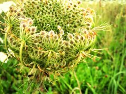 Wilde Möhre Samenstand