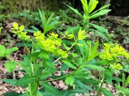 Wolfsmilch, Mandelblättrige