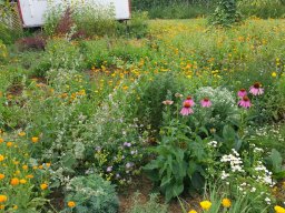 Elises Garten im ersten Jahr 2022